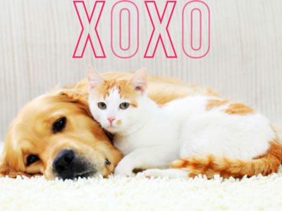 image for Keeping Valentine's Day Safe for Your Pets